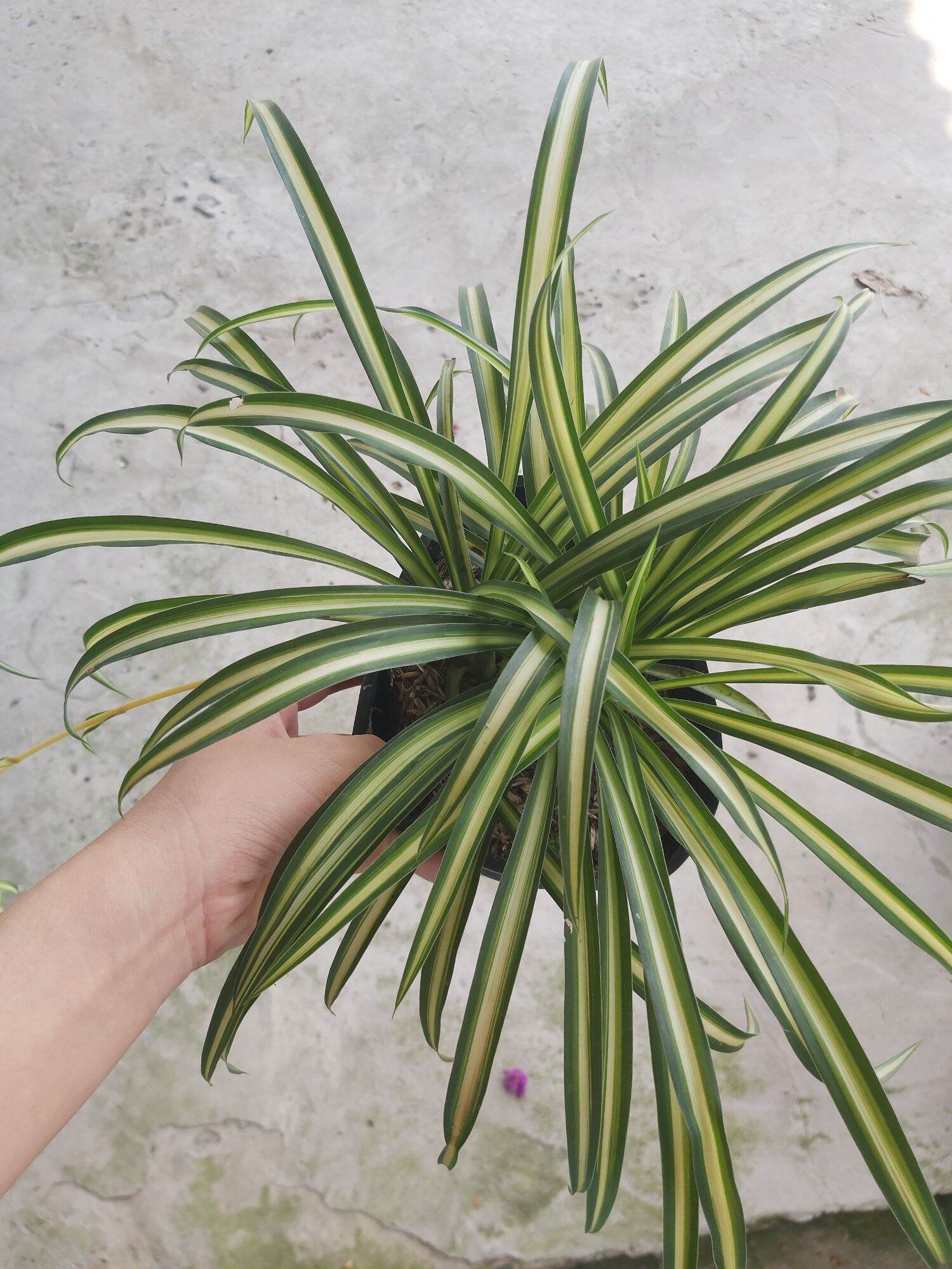Cây ngải kéo khách (chậu lớn)(sọc xanh vàng)
