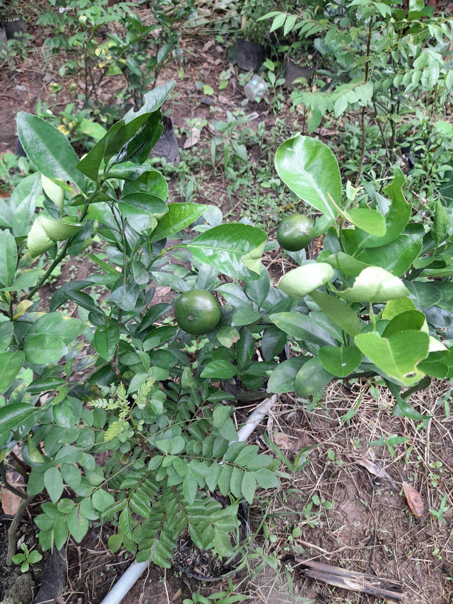 Quýt hồng Lai Vung (cây giống chiết cành)