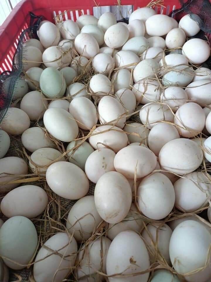 10 TRỨNG VỊT THẢ ĐỒNG