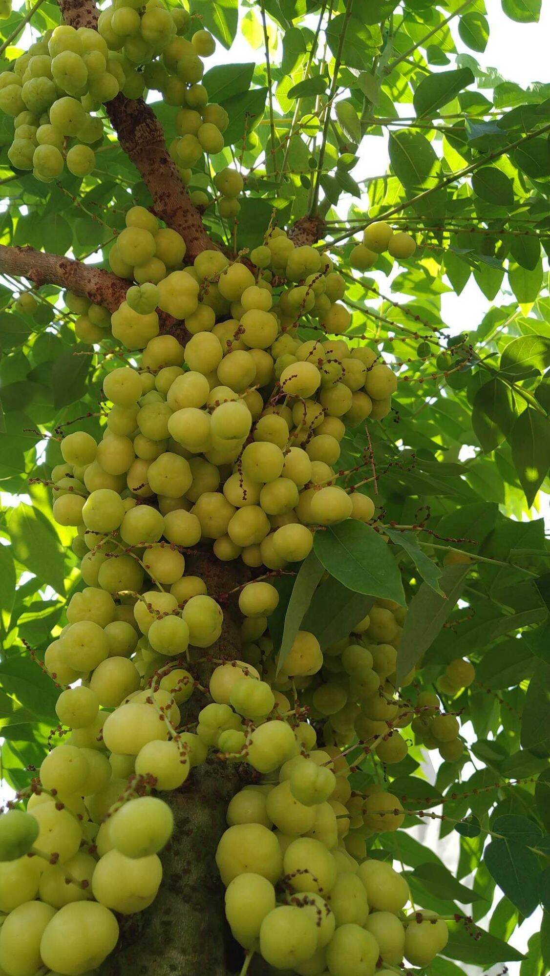 Cây Chùm Ruột chua. siêu trái.