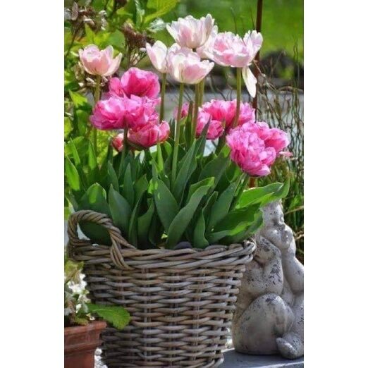 củ hoa tulip combo (10 củ) tặng kèm phân bón