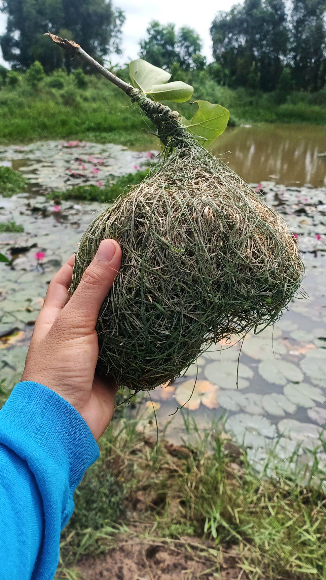Tổ chim dòng dọc trống