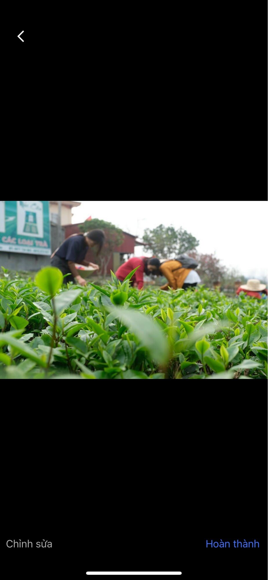 Trà Nõn Tôm Tân Cương Cao Cấp ( gói 200g )