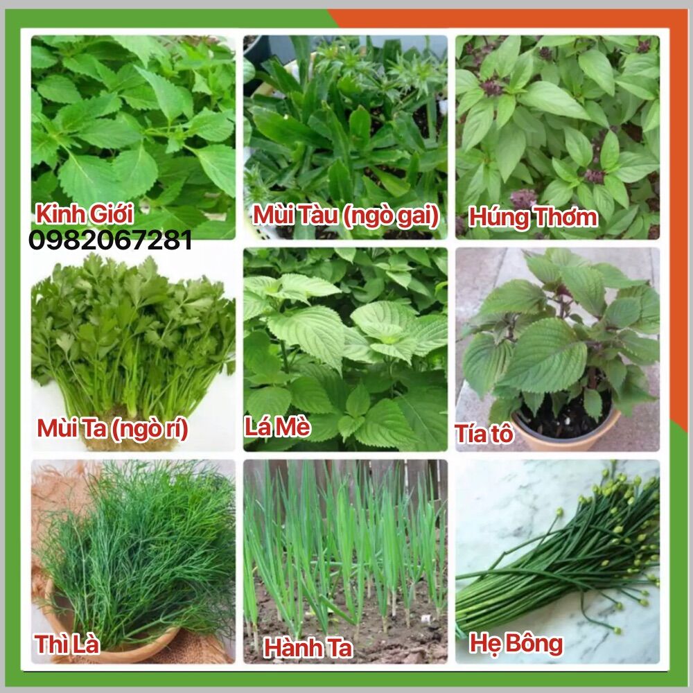 Combo 9 gói hạt giống rau gia vị trồng quanh năm-Co7, hạt chính hãng, rau củ quả trồng trong chậu, thùng xốp.
