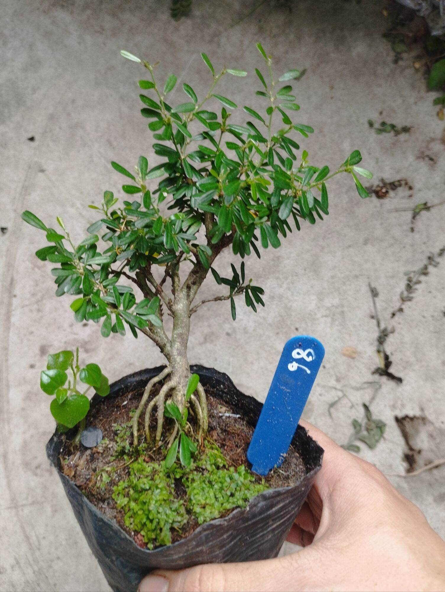 Linh sam 86 mini bonsai ( có sỉ)