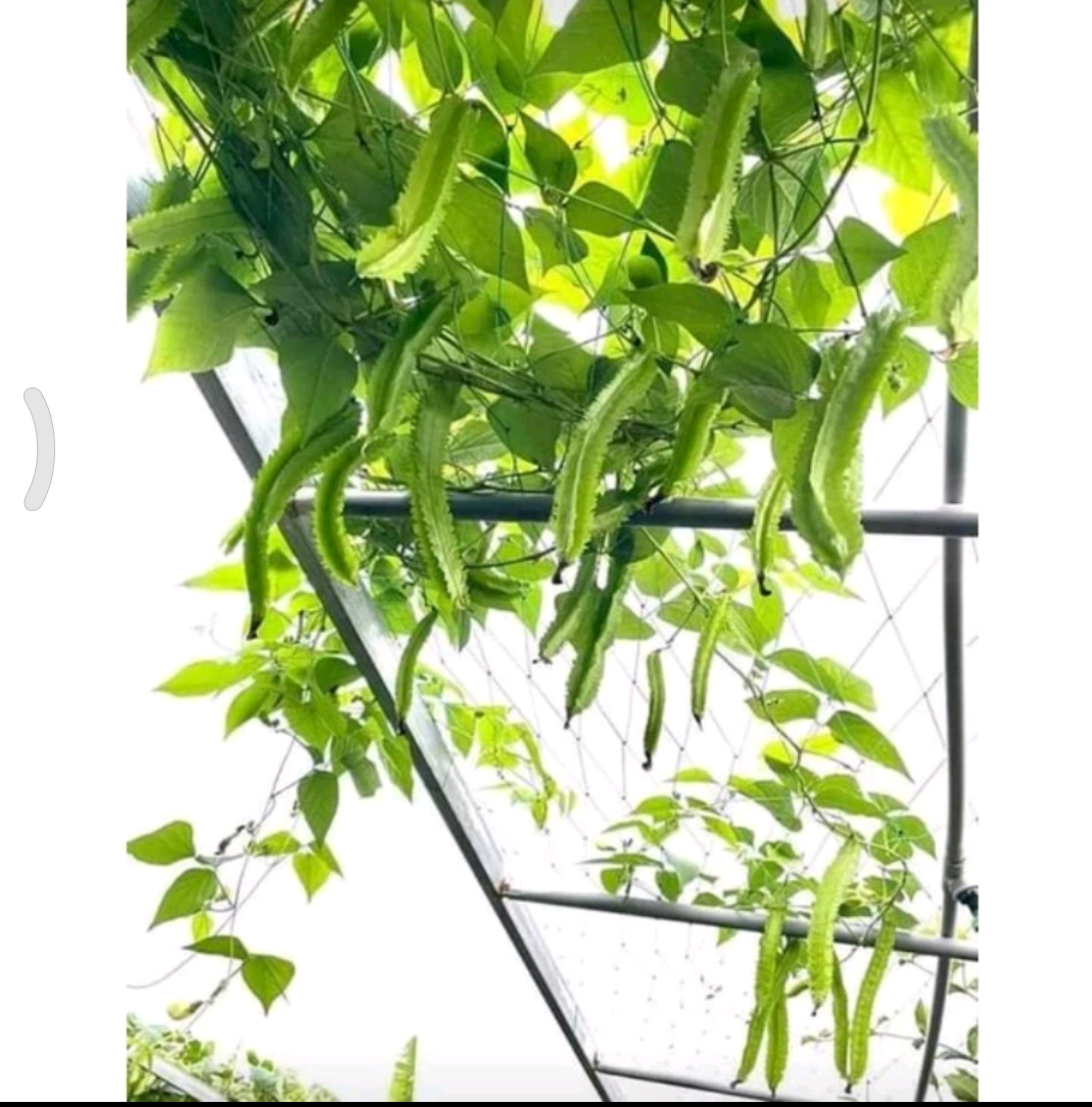 Hạt giống đậu rồng gói 5 gr