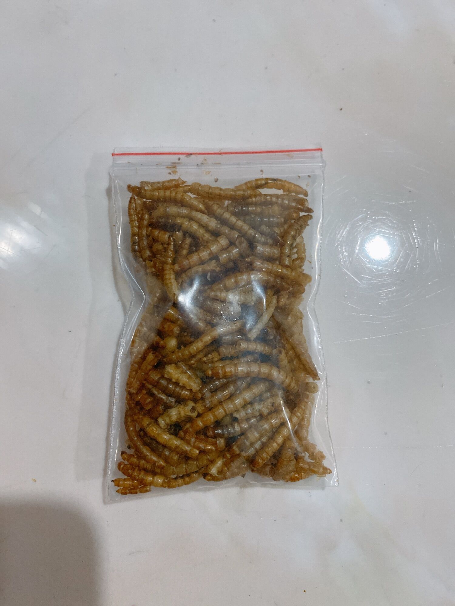 Sâu rang superworm 10g dành cho nhím kiểng,hamster,…..