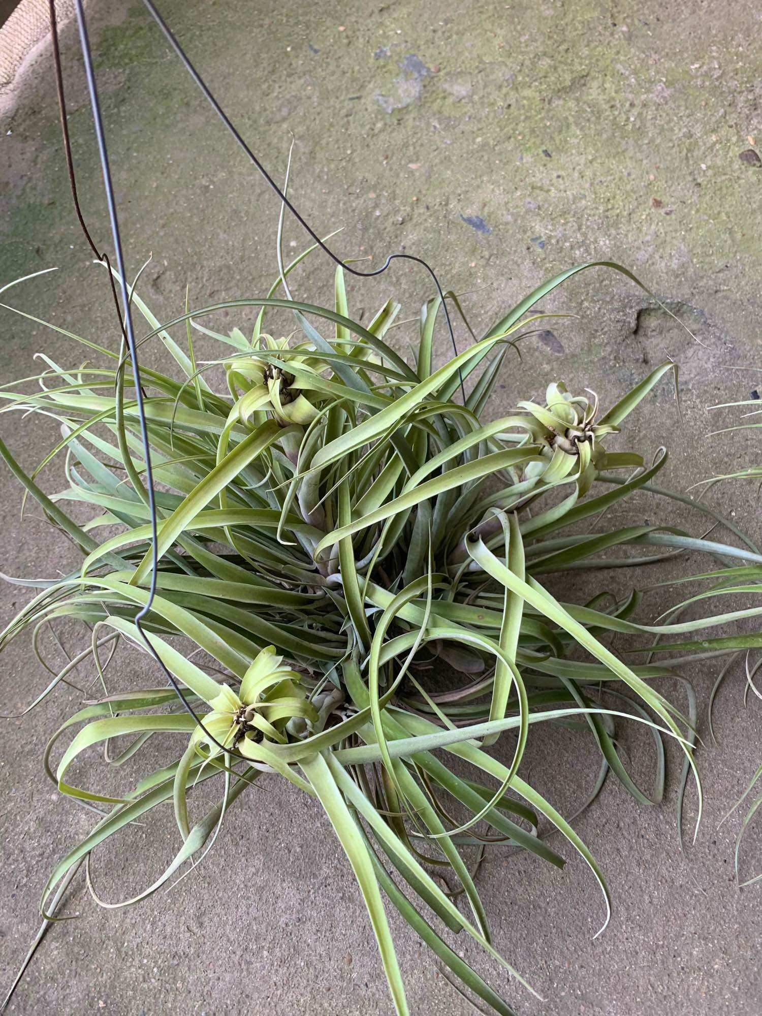 Cây không khí Capitata (sz bụi to)