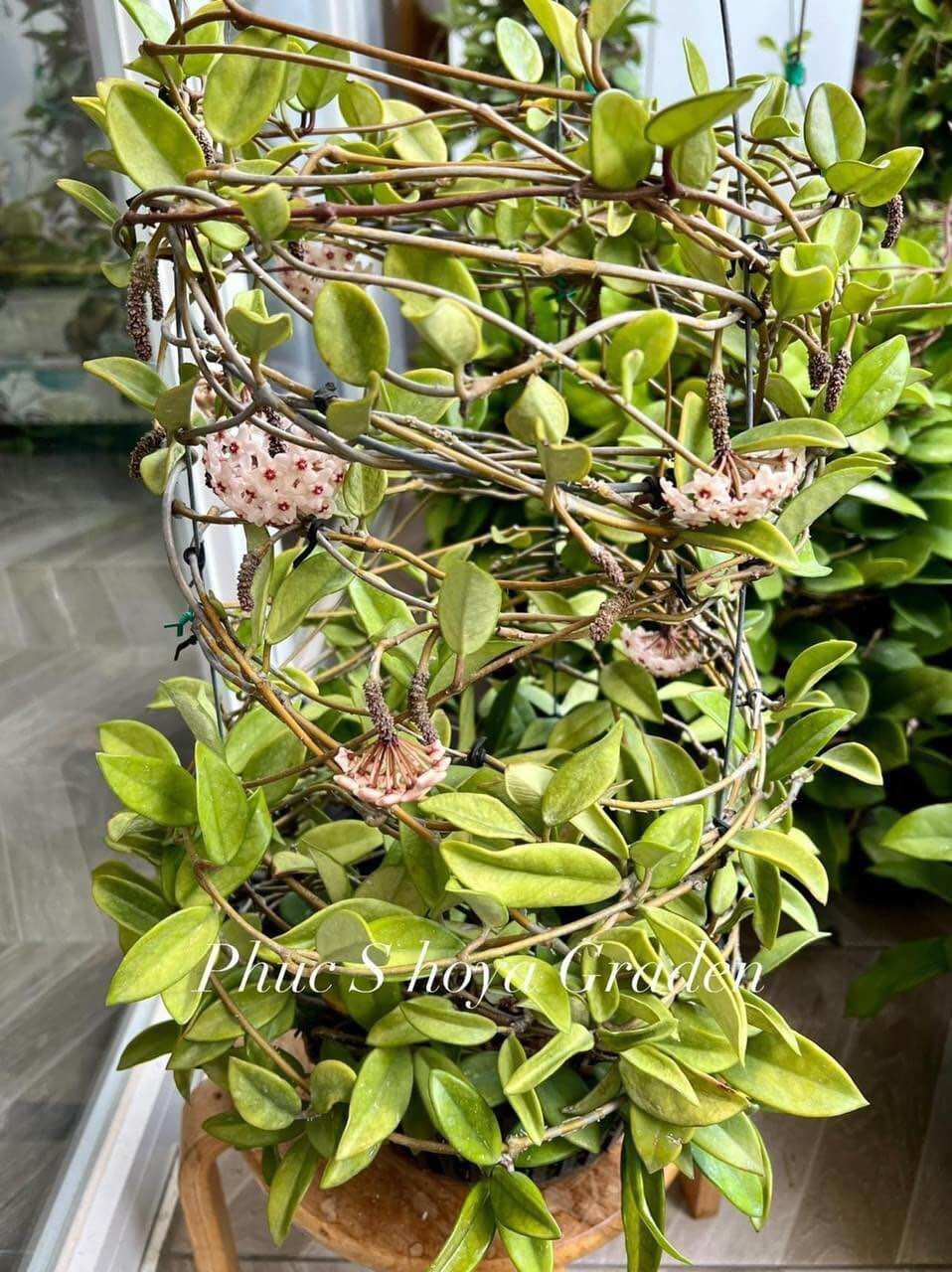 Hoa Cẩm cù hoya carnosa white hoa thơm, siêng hoa