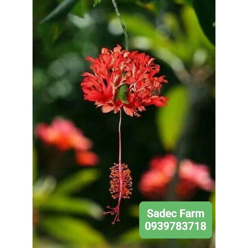 Hoa dâm bụt lồng đèn cổ