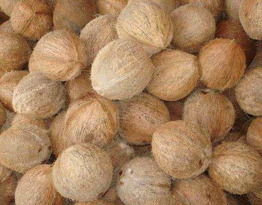 5 tặng 1 DỪA KHÔ GỐC BẾN TRE ĐÃ GỌT SẠCH VỎ 14K/ TRÁI