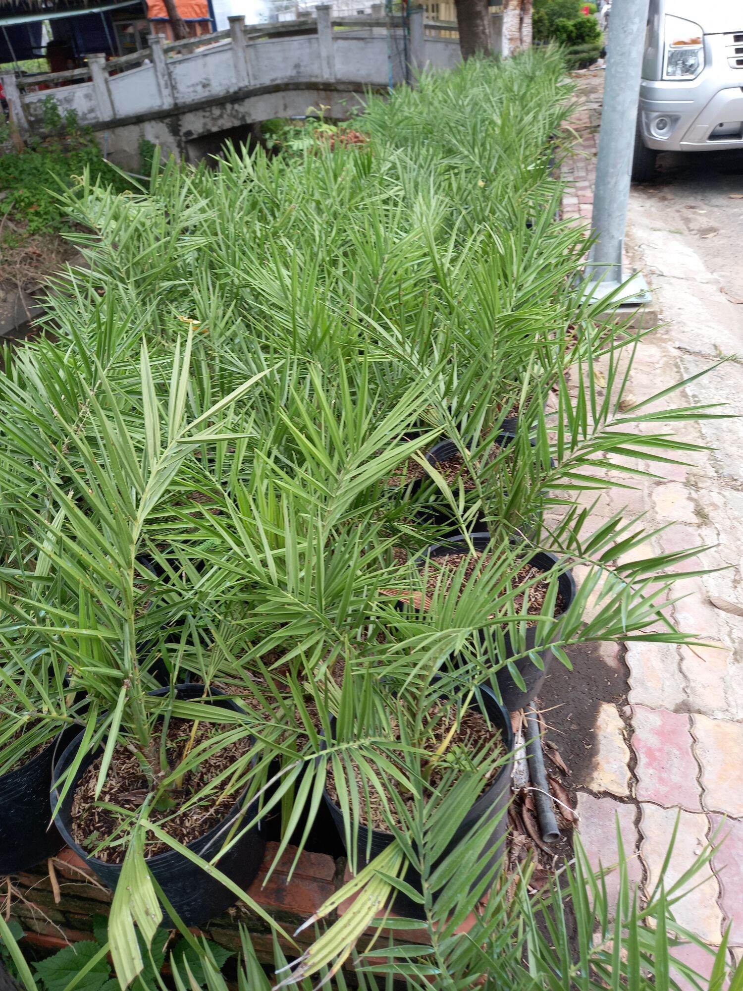 cây chà là giống siêu trái.