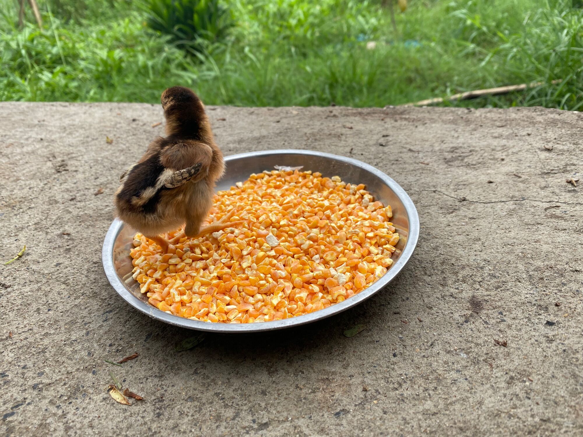 500g Hạt bắp bể size lớn- thức ăn cho gà, chim, chuột