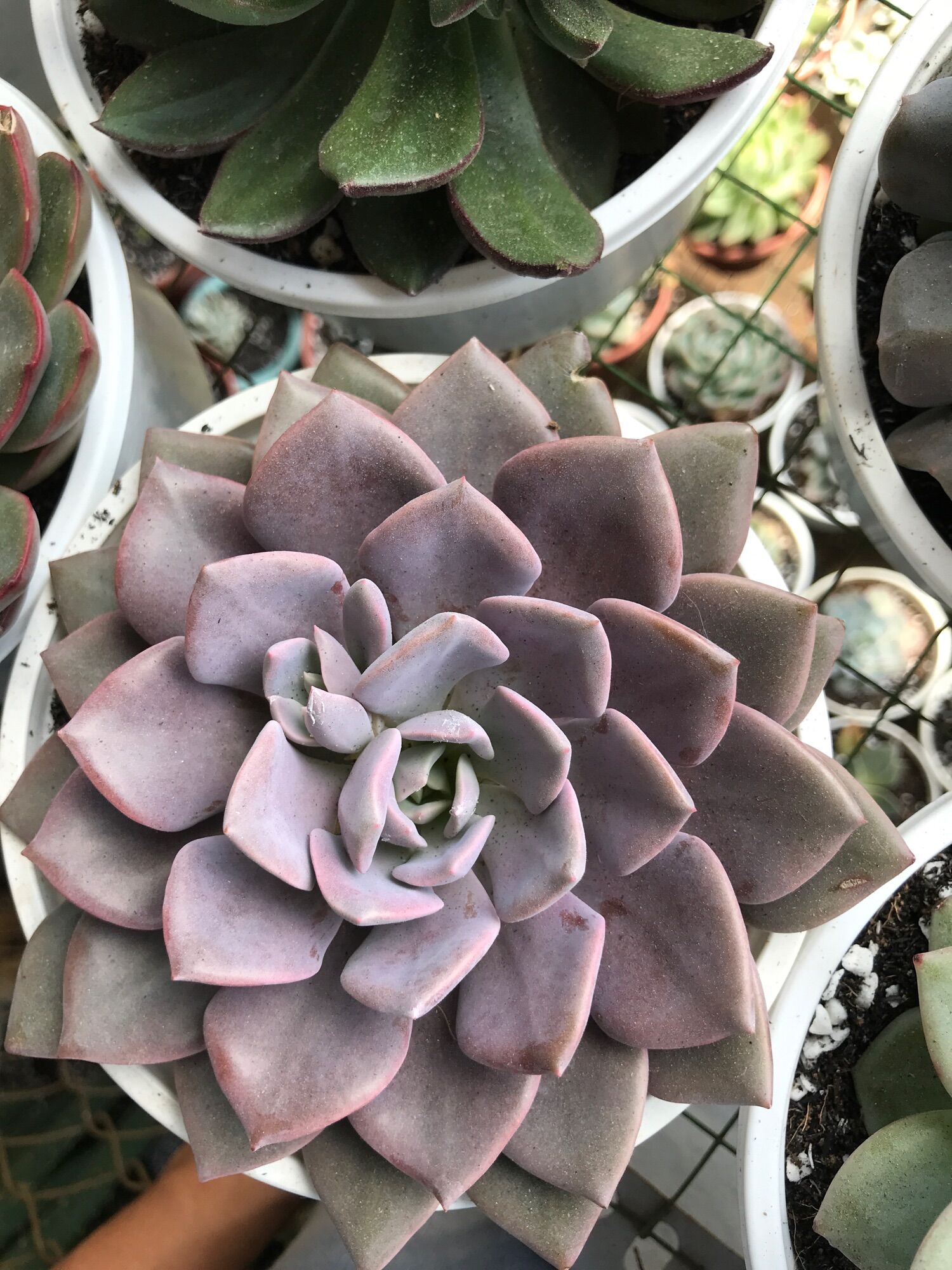 Sen đá vượt size tô 15cm đã thuần  giống mới
