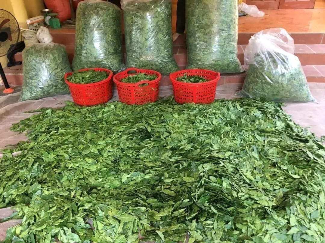 1kg Lá Mắc Mật Khô Lạng Sơn