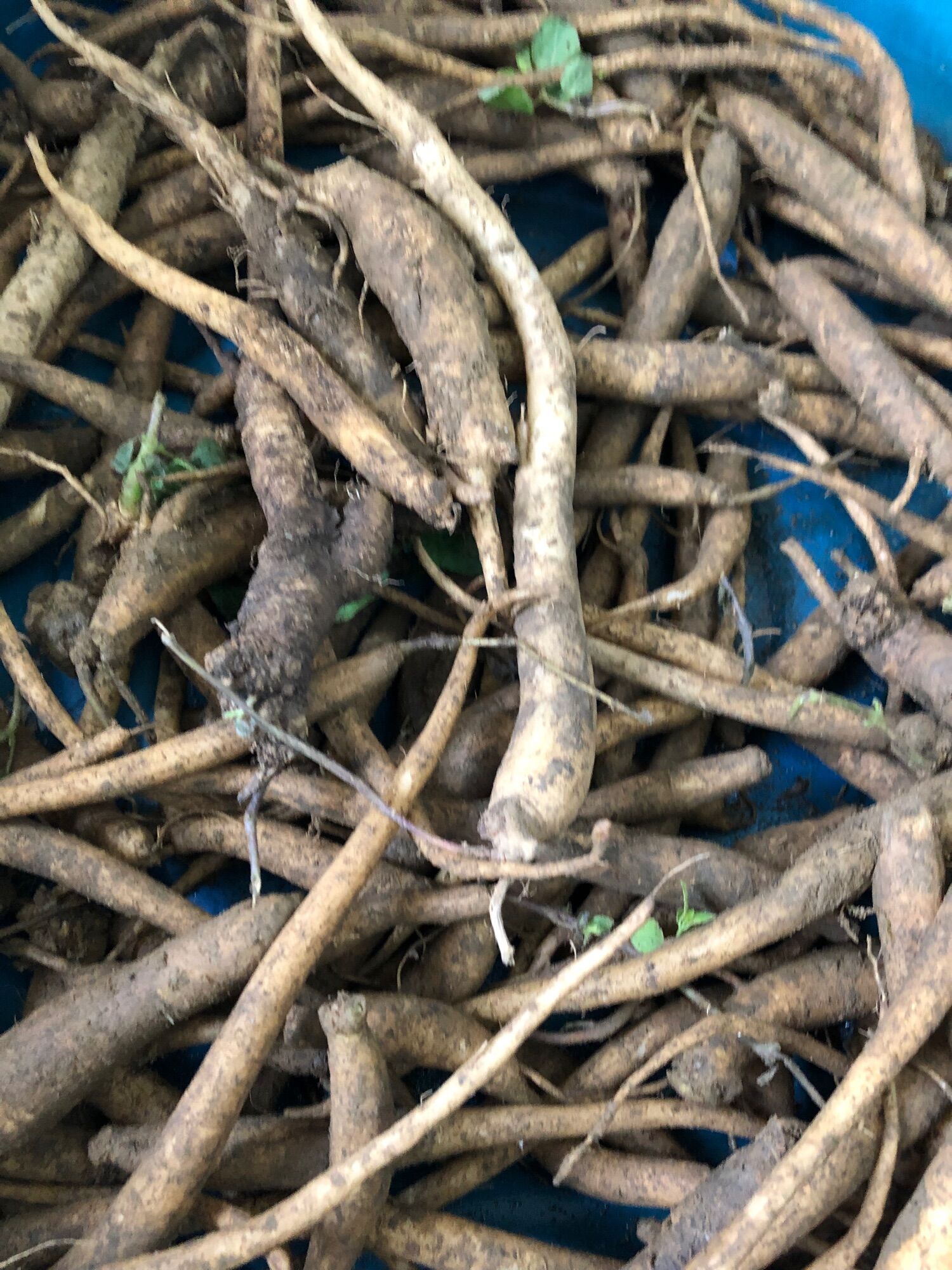Đẳng sâm tươi hàng chọn (100k/kg)