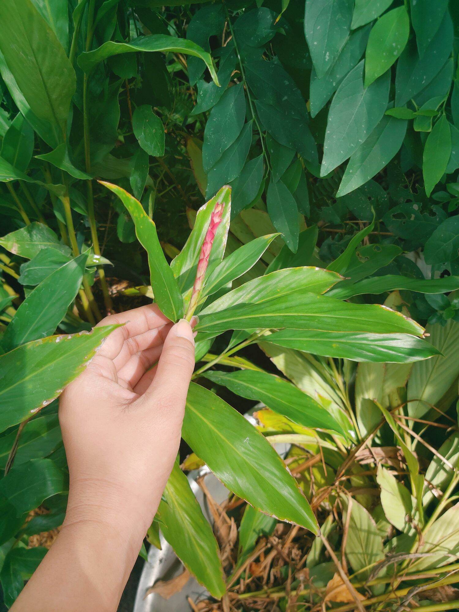Cây Hoa Hạnh Phúc (Cây Riềng Tía)