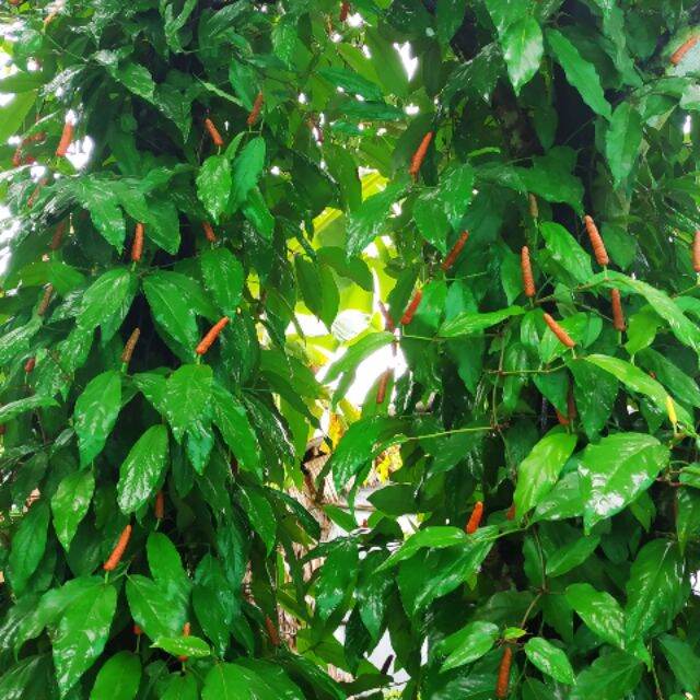 Cây tiêu lốp kho cá kho thịt rất ngon