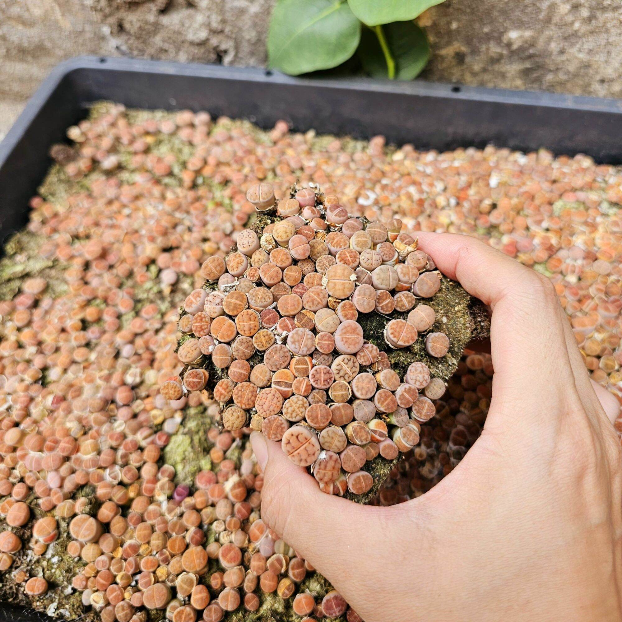 Sen Mông/Thạch Lan cả bụi nhiều cây size cây từ 0,2-0,5cm