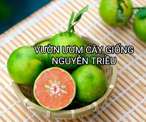CÂY CHANH ĐÀO RUỘT ĐỎ CHUẨN F1 (  CÂY CHIẾT CÀNH , RA QUẢ SAU 5-6 THÁNG TRỒNG )
