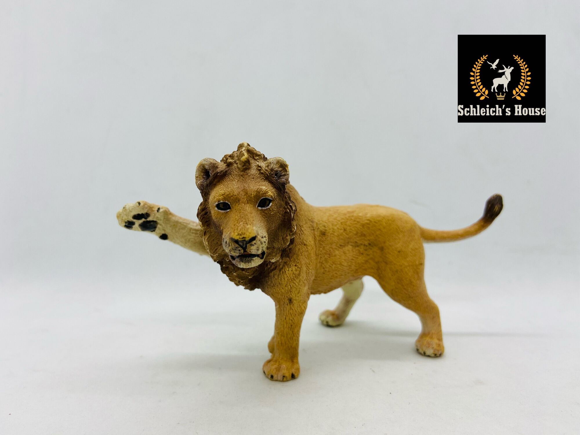 Bộ Sưu Tập hình sư tử 4K đẹp lung linh  999 hình sư tử độc đáo