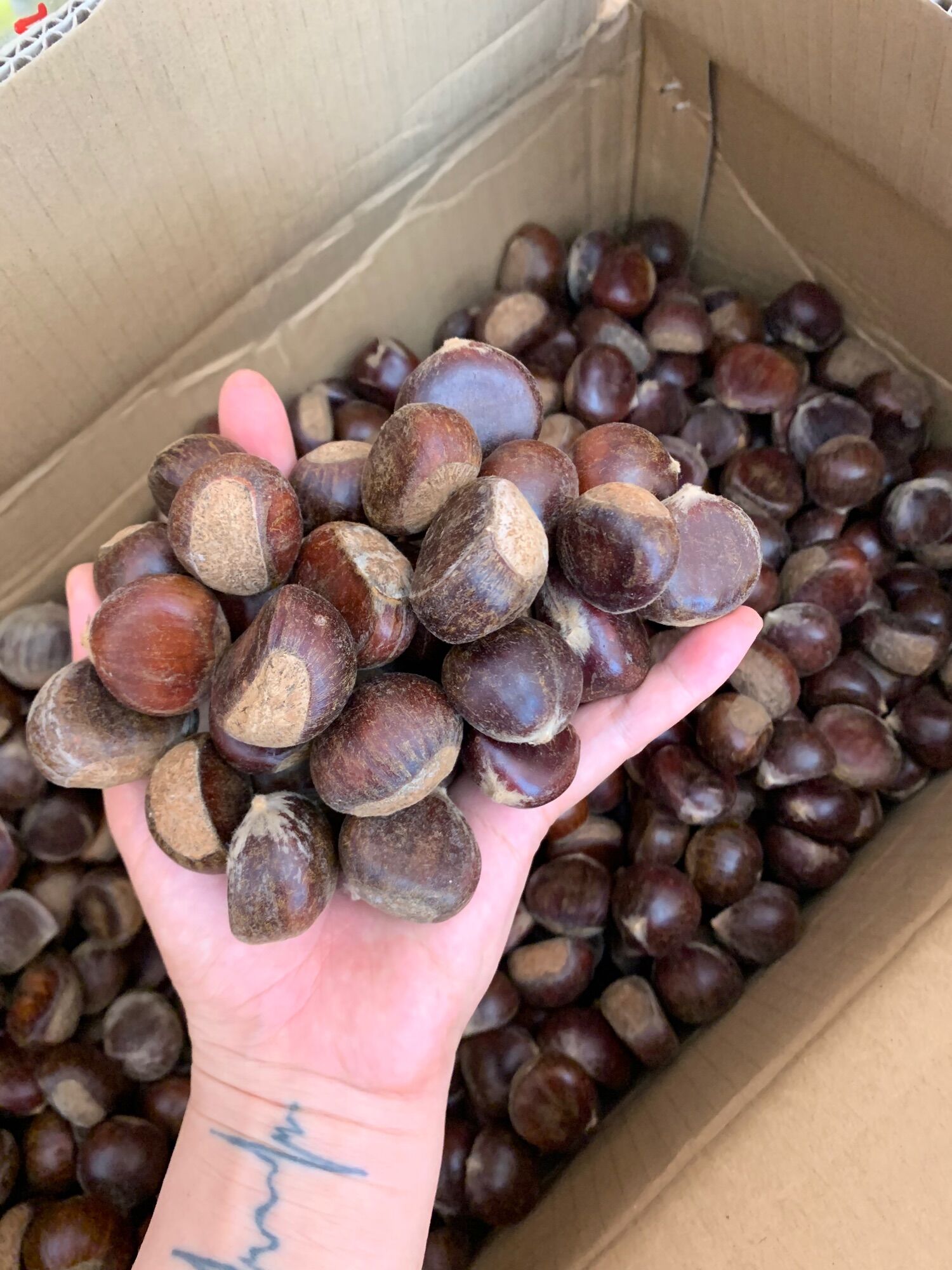 1ki HẠT DẺ TƯƠI [ hàng loại 1 ] ngon,bở béo