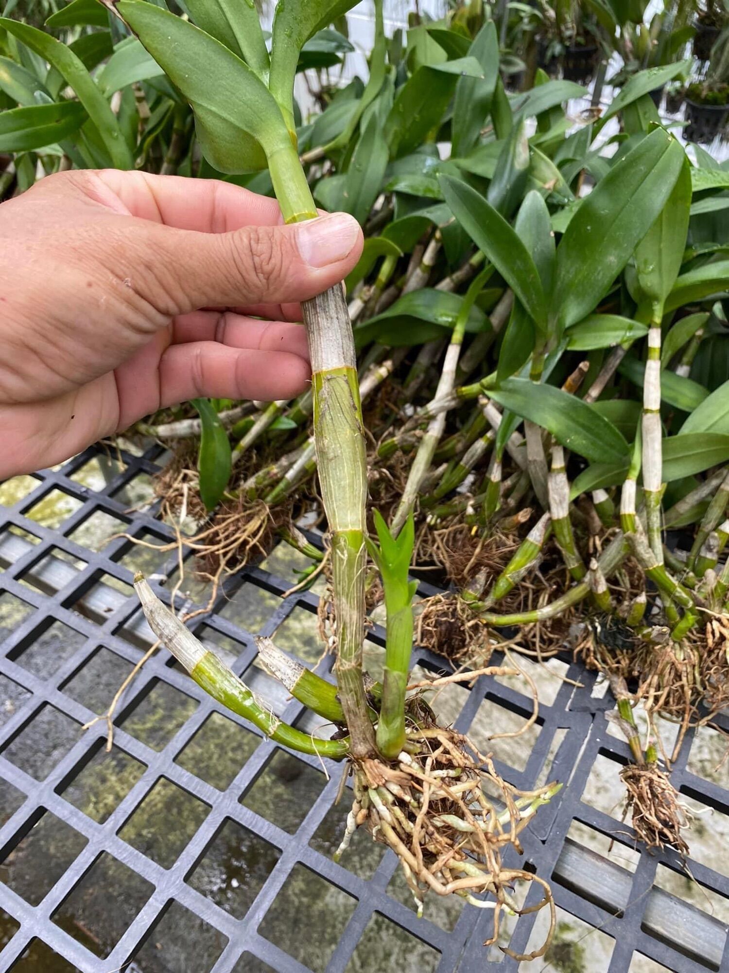 Hoa Lan Trầm hương đột biến(1 khóm)