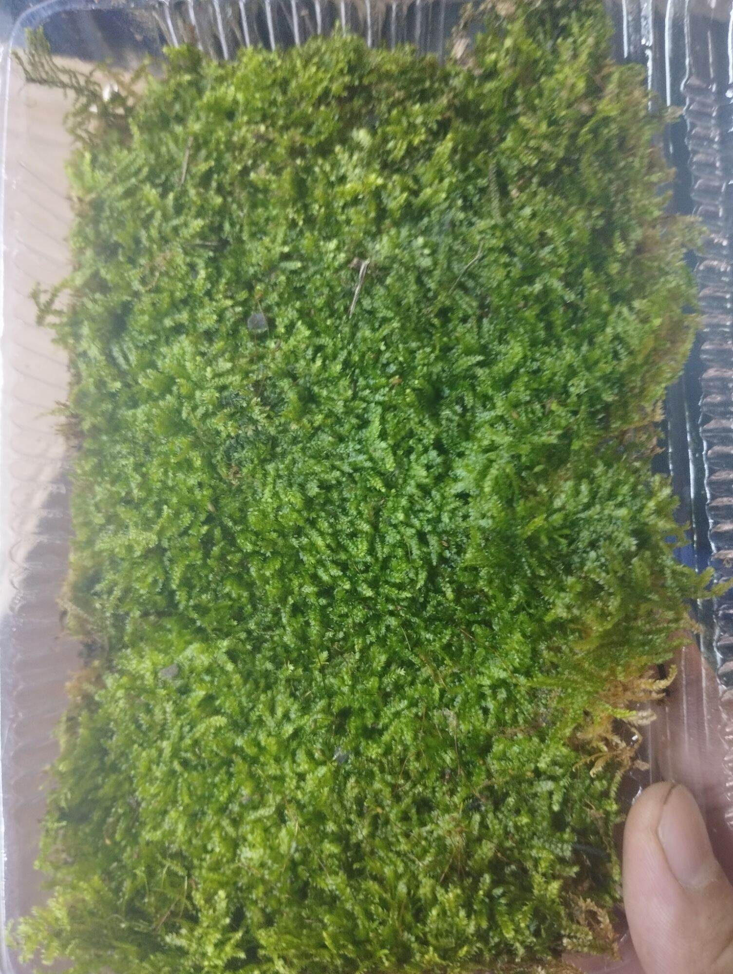 Rêu weeping hộp 10x15cm sỉ inb