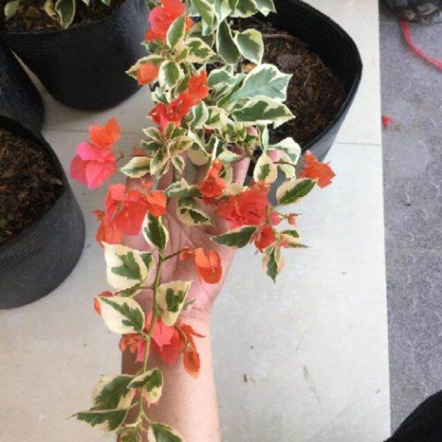 Cây hoa giấy cẩm thạch hàng chuẩn siêu hoa