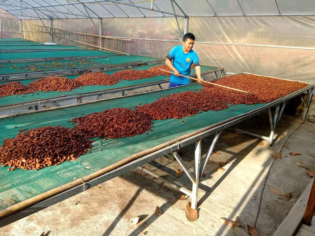 Hạt cacao khô