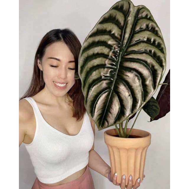 Alocasia cuprea, size lá 20cm, nhiều chân, cây phong thuỷ, cây hút tài lộc, cây lọc không khí