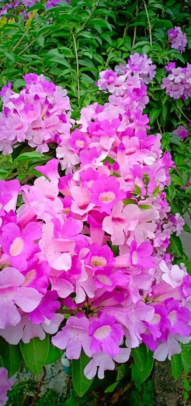 Cây giống hoa Lan tỏi