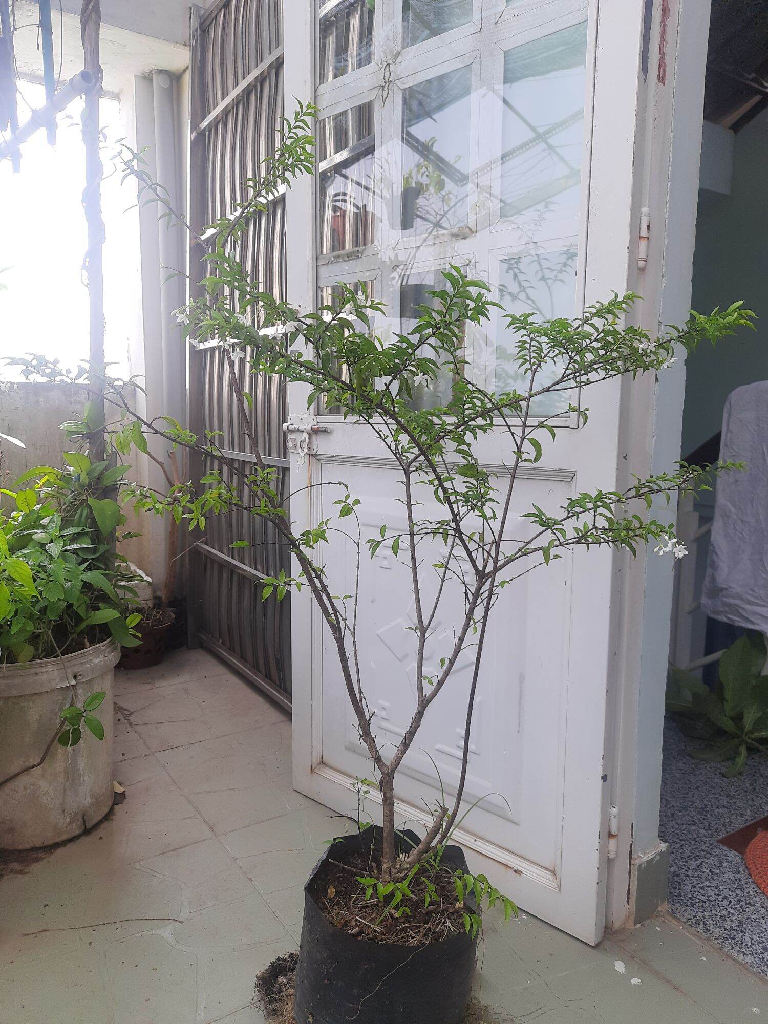 cây mai chiếu thủy lá nhỏ, lựa chọn theo hình.
