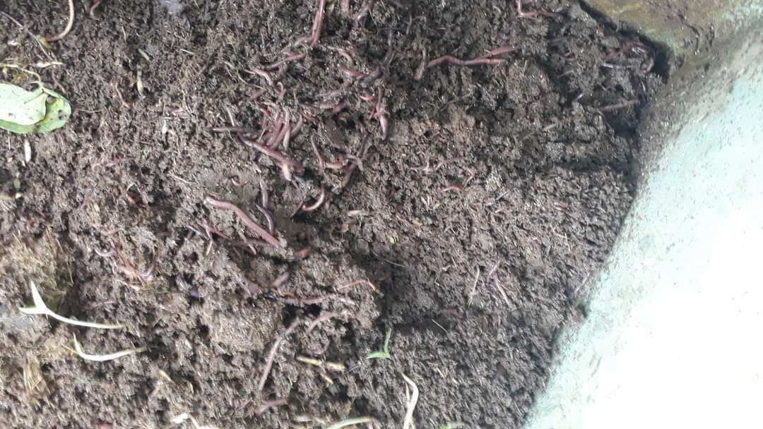 2_5 kg Sinh khối trùn quế.trùng quế giống, trùn quế xử lý rác hữu cơ, nuôi trùn giun tại nhà