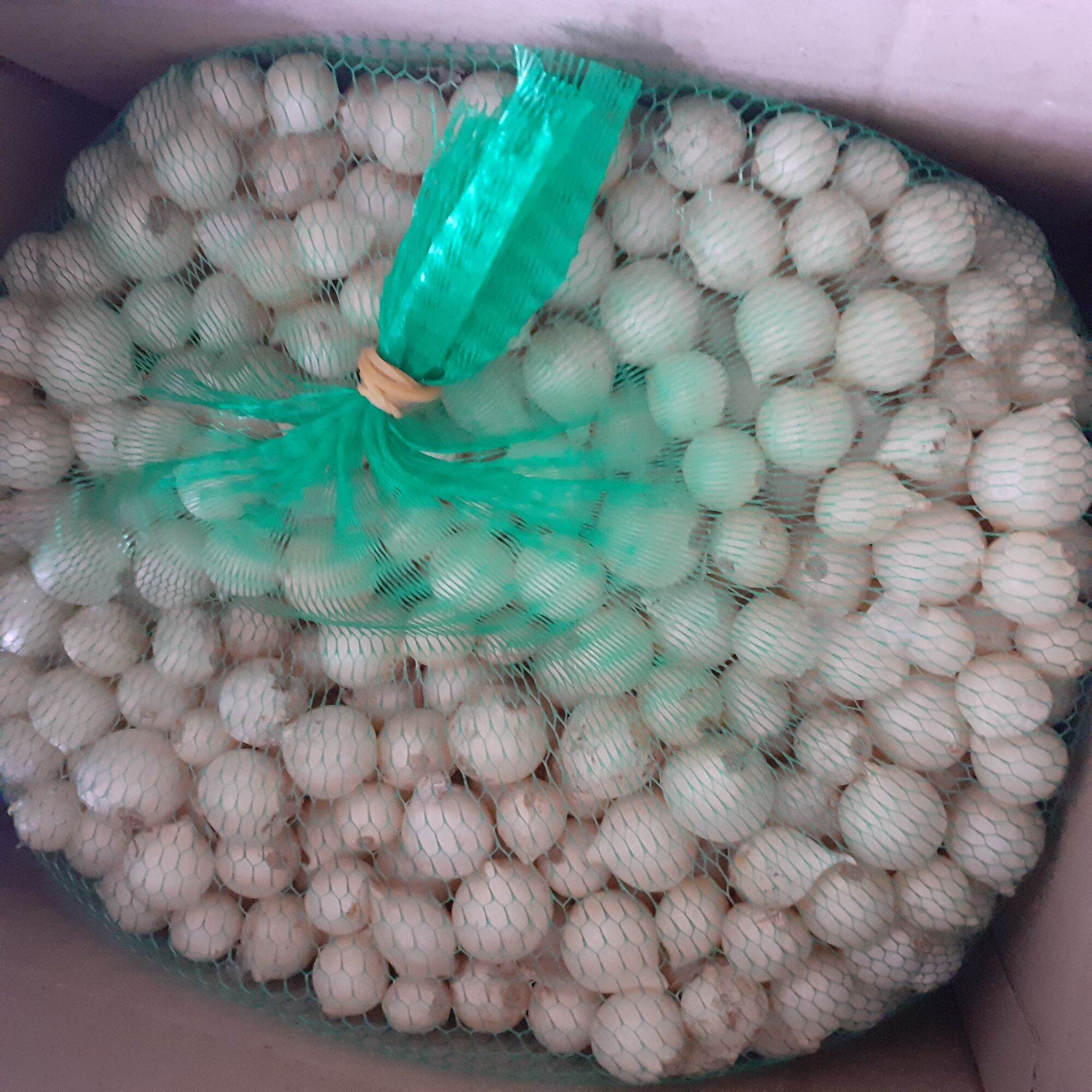 1KG HÀNH TĂM (CỦ NÉM) MIỀN TRUNG QUẢNG TRỊ ( NHÀ TRỒNG)