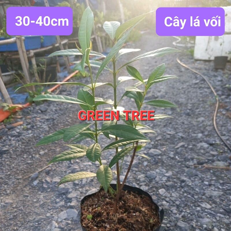 Cây giống lá vối nếp