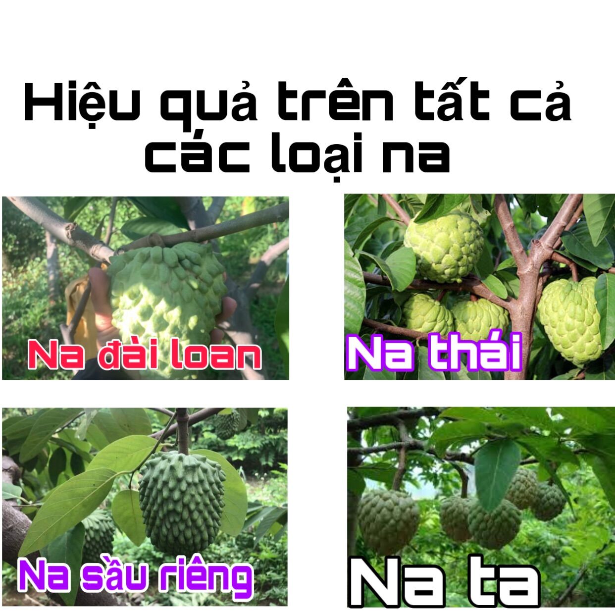 Dụng cụ thụ phấn mãng cầu (mua 2 miễn ship gọi sđt)