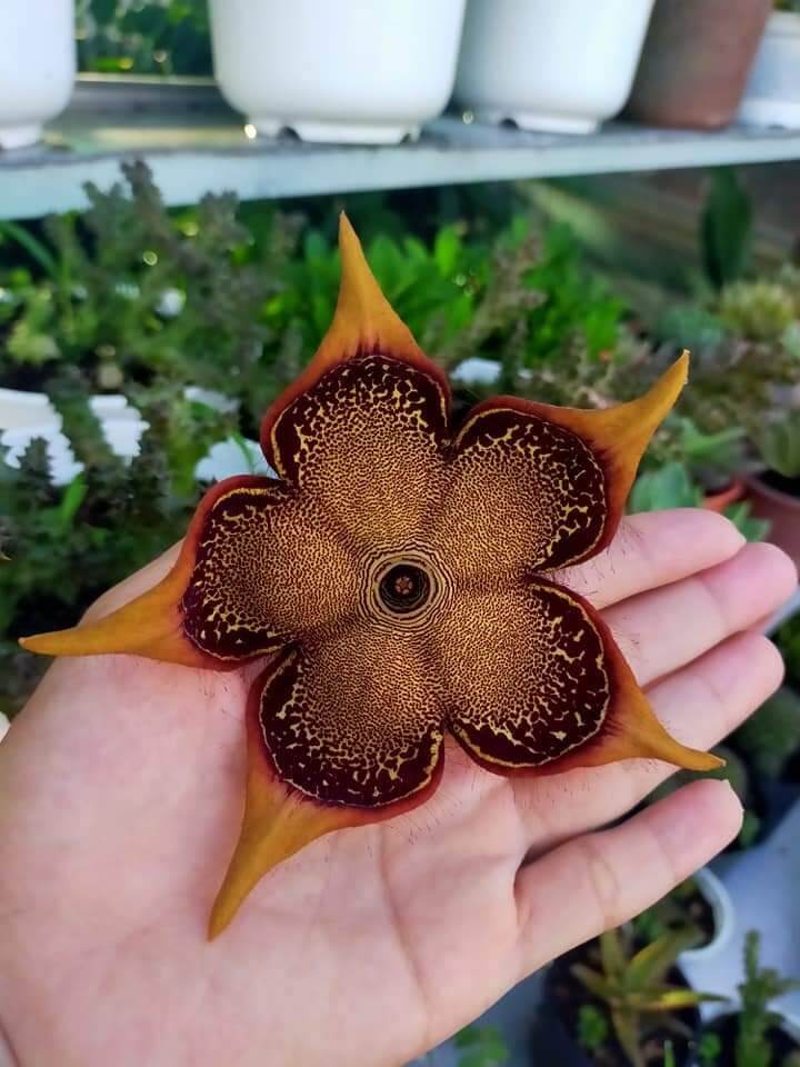 Xương rồng hoa sao biển bán nhánh