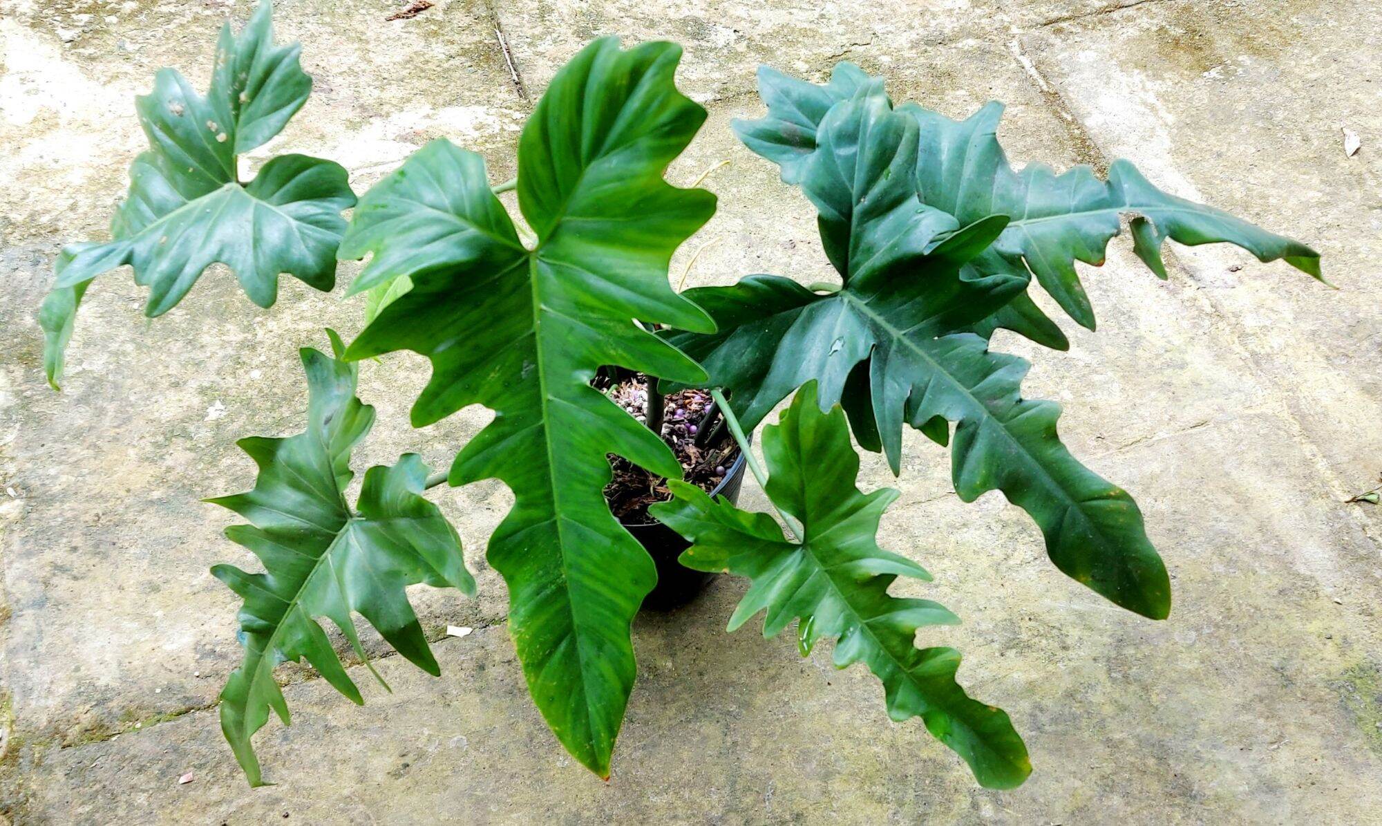 Philodendron golden dargon- Trầu rồng vàng