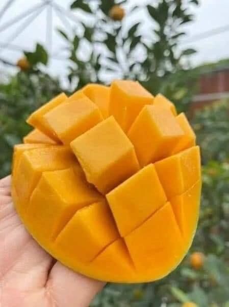 Cây giống xoài không hạt