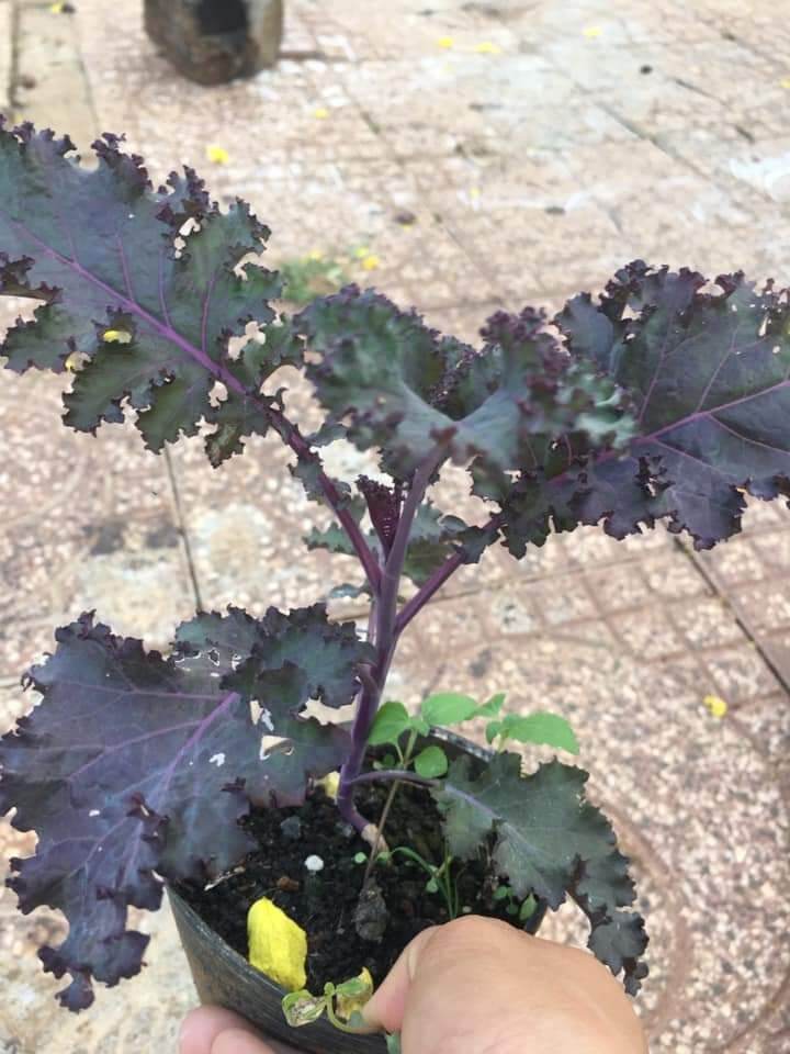HẠT GIỐNG KALE ĐỎ( TÍM) XOĂN RUSSIAN( 300 HẠT)