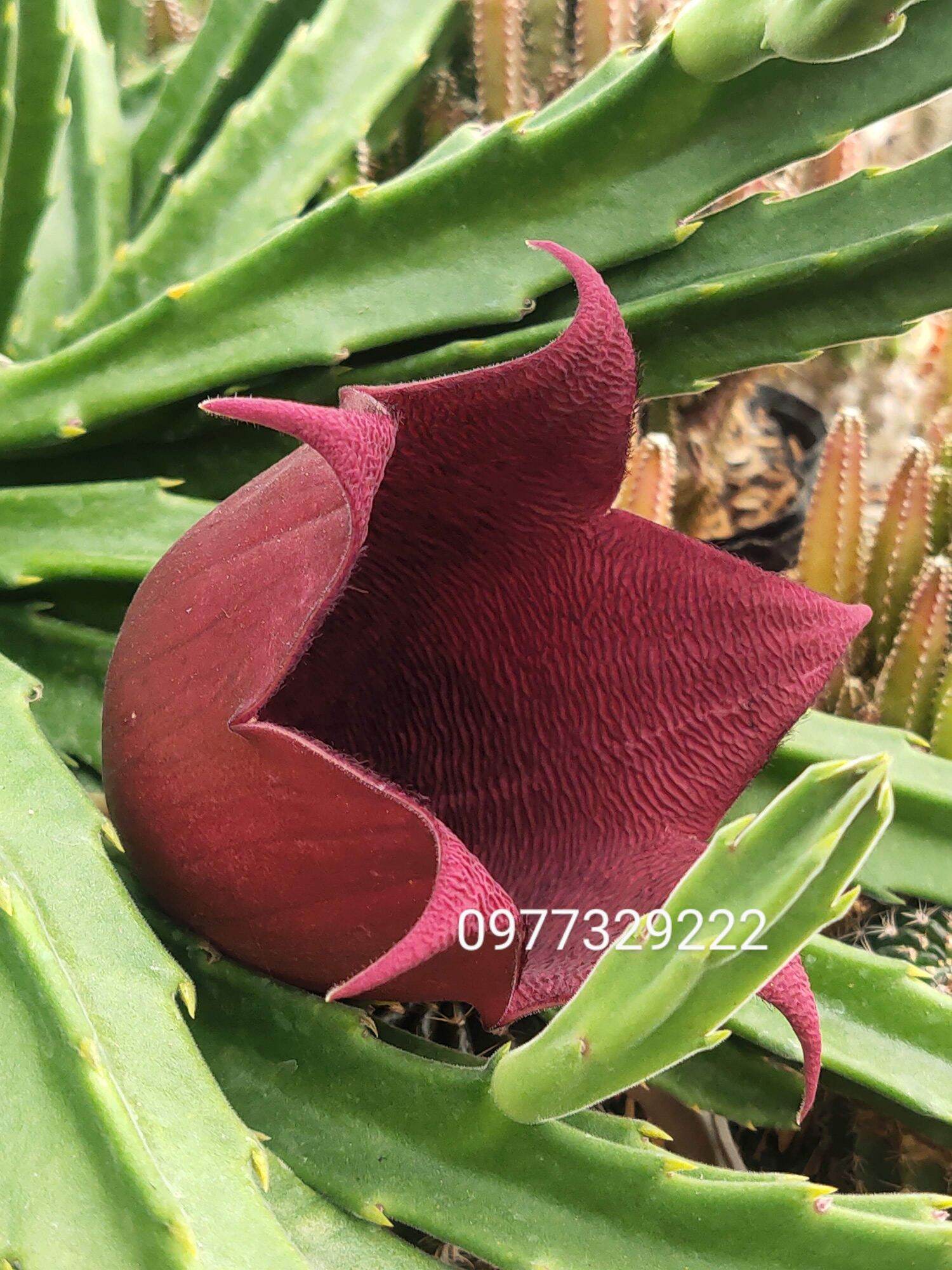 Xương rồng sao biển chuông đỏ