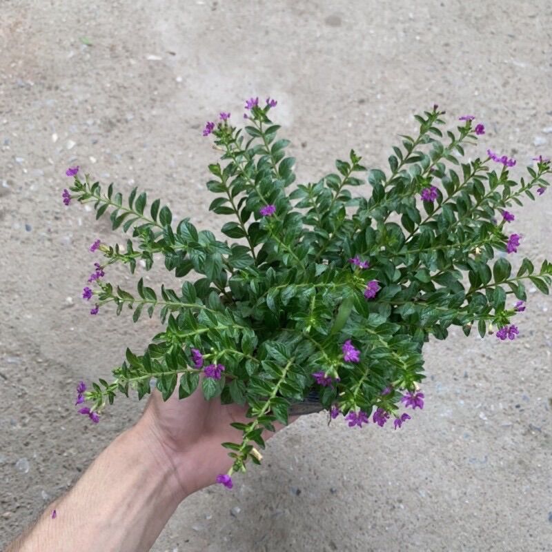 Cây hoa Cẩm Tú (cây giống)