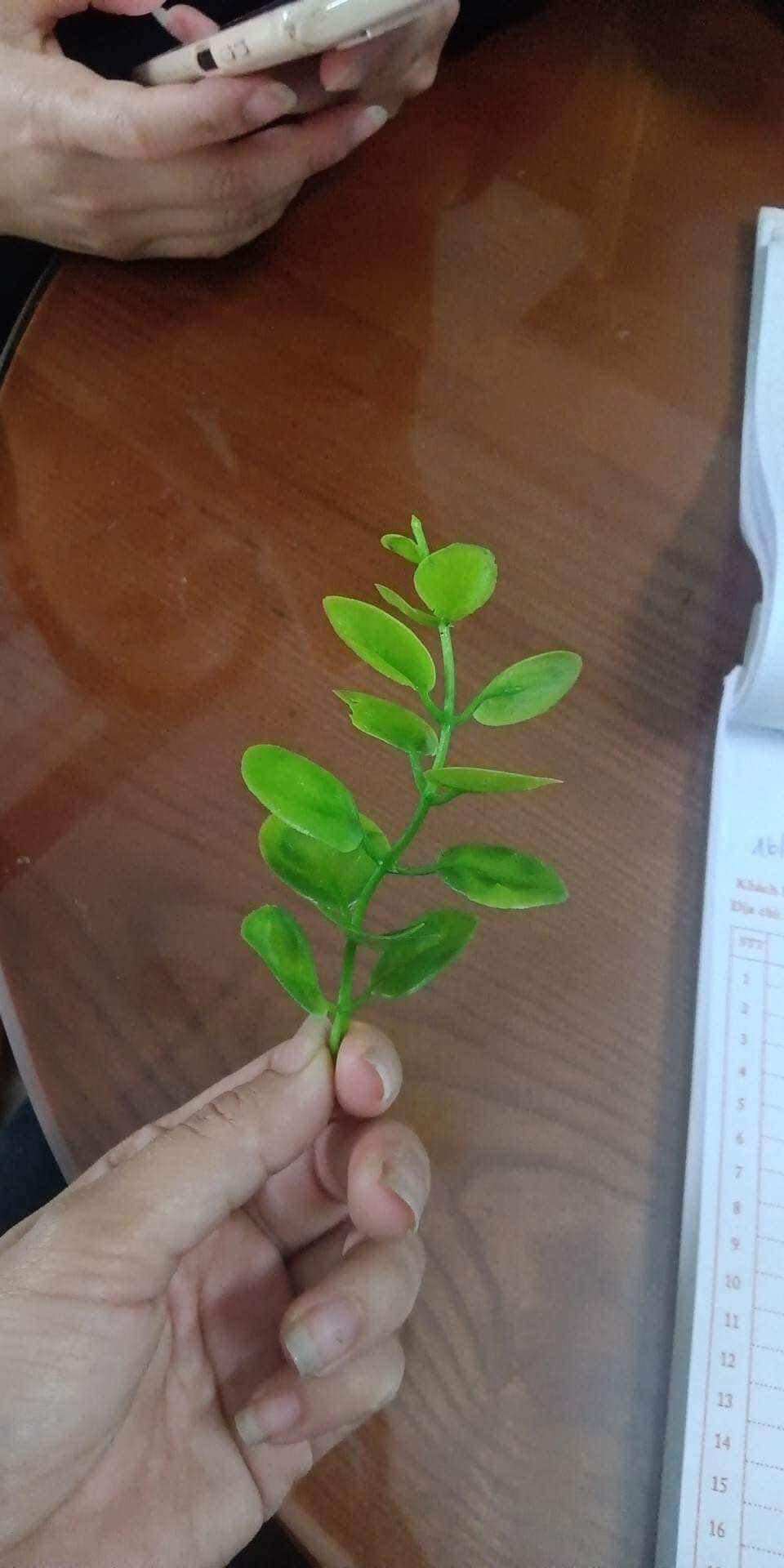 Cỏ điểm tại chuột, bịch 100g