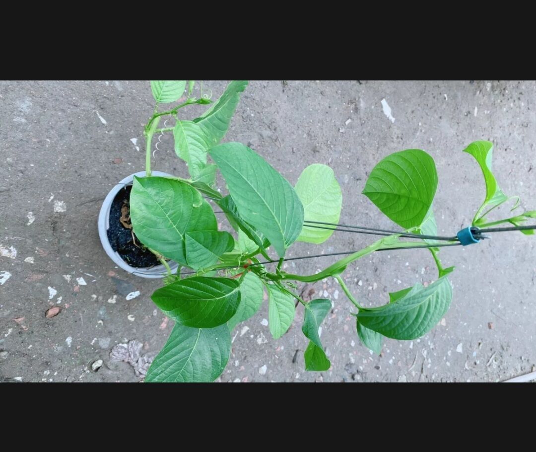 Cây dưa tây giống