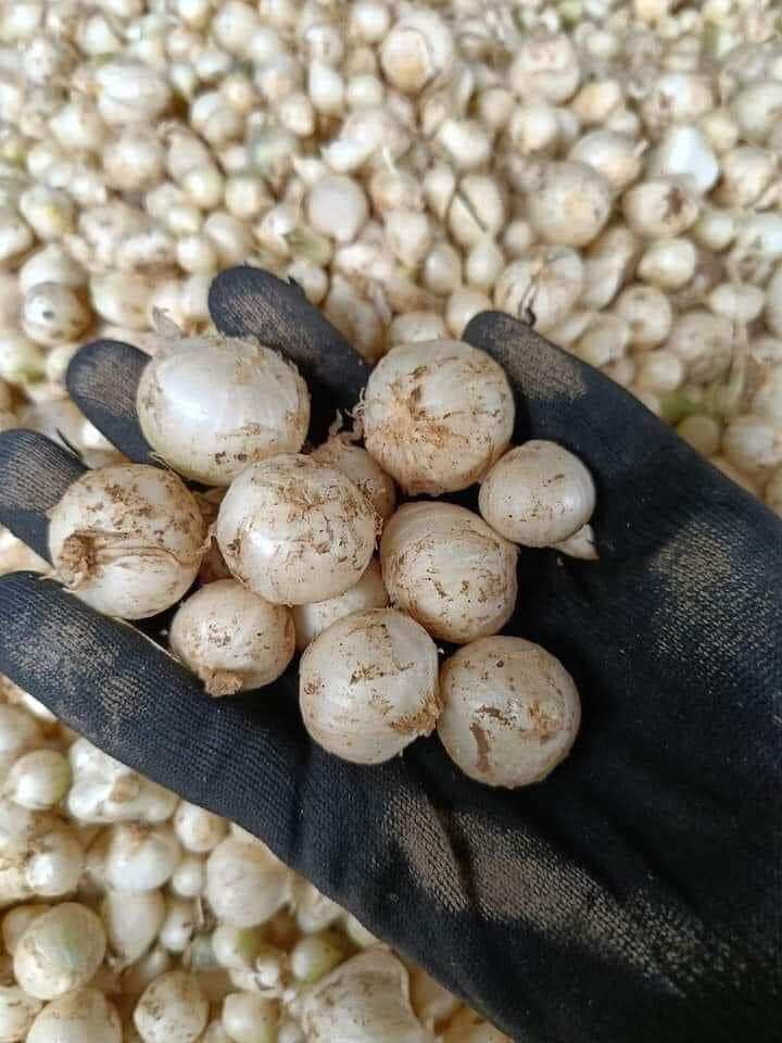 1kg hành tăm nghệ an, củ nén. hàng loại 1 già đanh