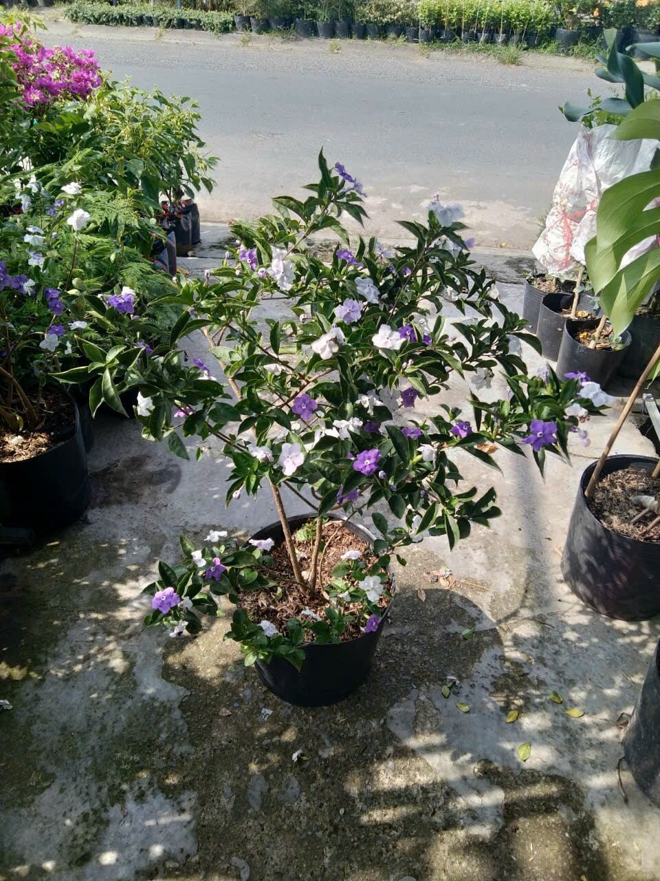 Cây Lài Nhật rất thơm