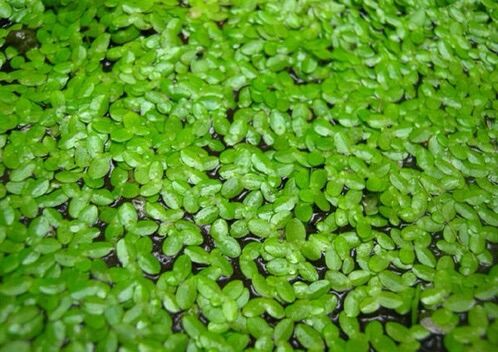 Bèo tấm thuỷ sinh - bèo nhí thuỷ sinh