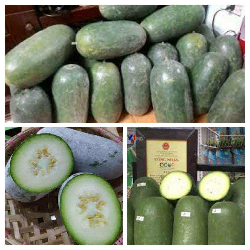 giống bí xanh thơm ( 30 hạt)