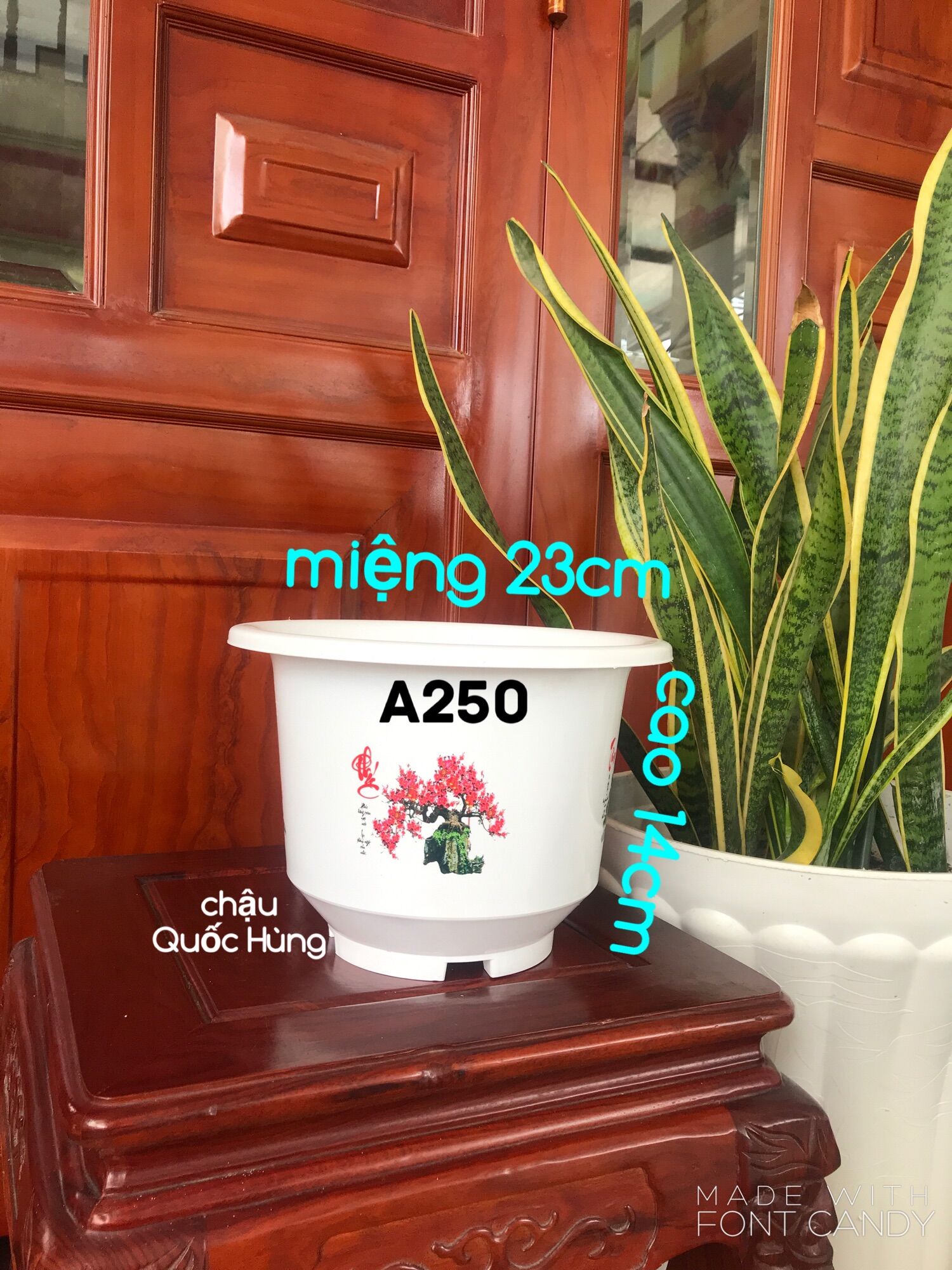 Combo 5 chậu a250